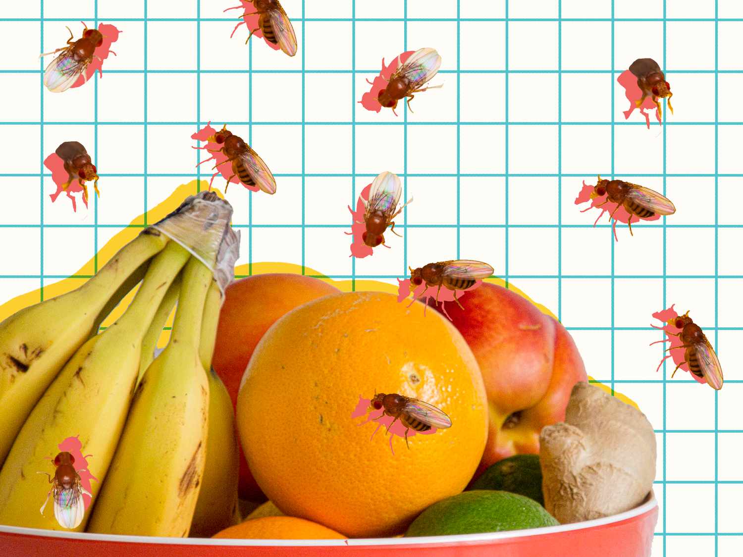 How one can Cease and Get Rid of Fruit Flies